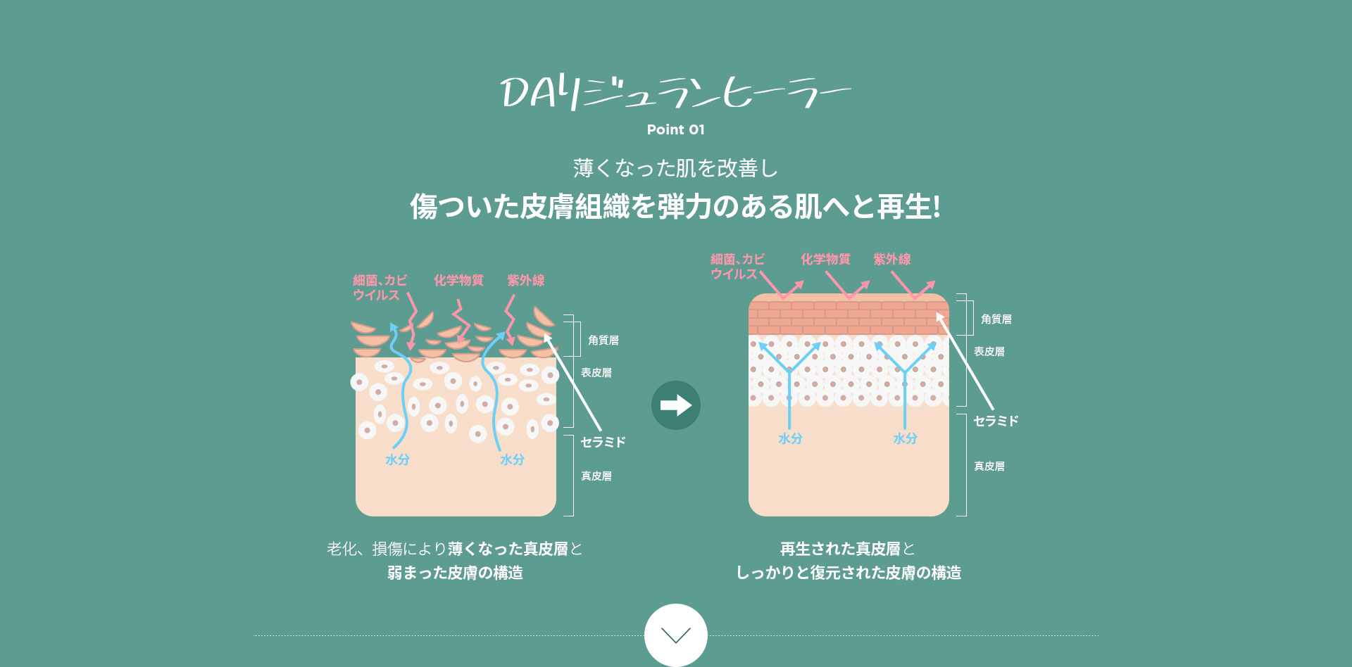 DAリジュランヒーラー point01.薄くなった肌を改善し傷ついた皮膚組織を弾力のある肌へと再生！