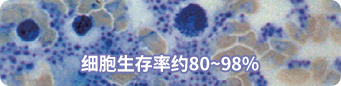細胞生存率 約80〜98％