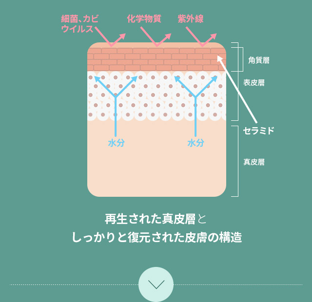 再生された真皮層としっかりと復元された皮膚の構造